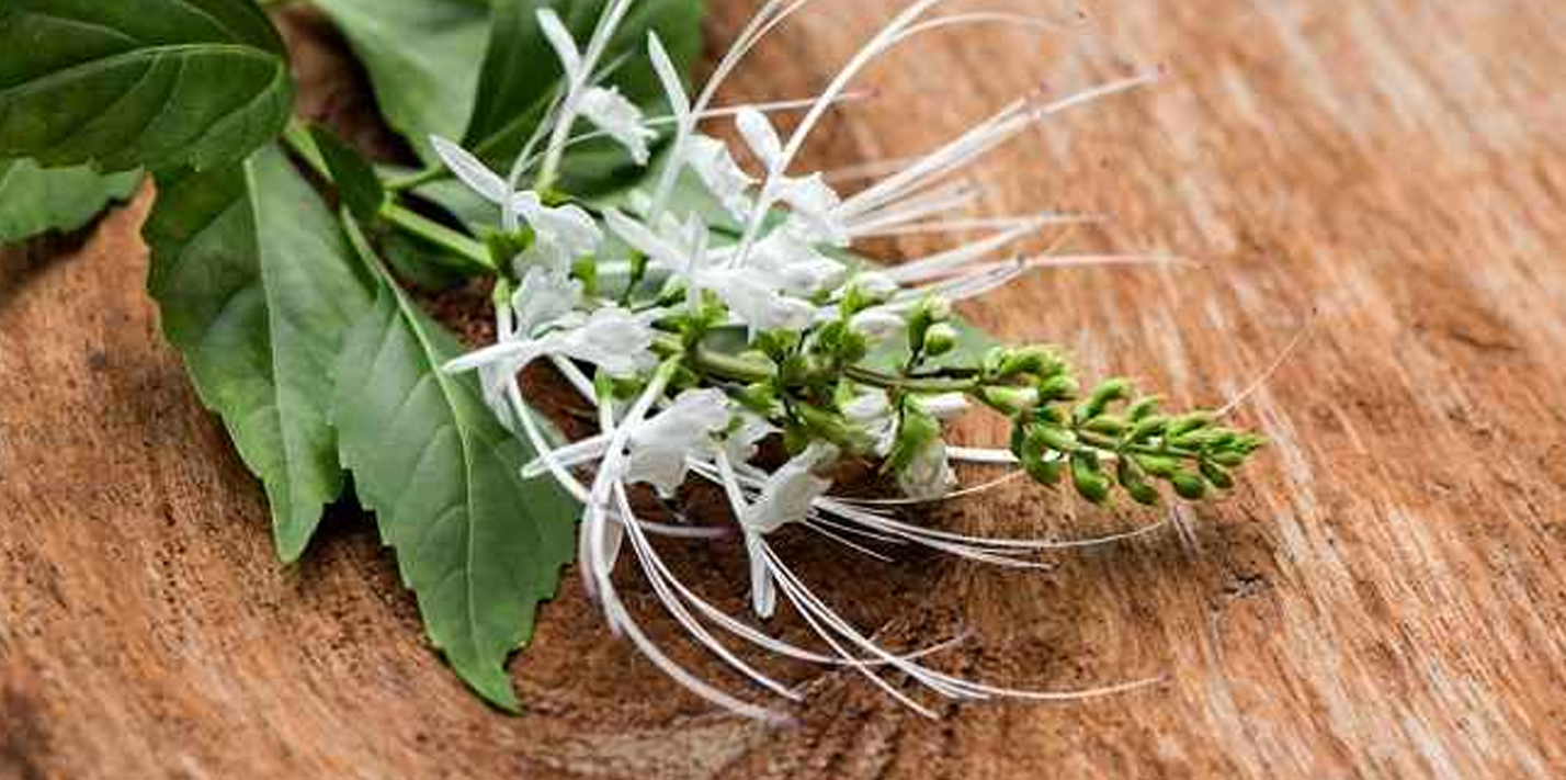 Khasiat dan Cara Membuat Infusa dari Daun Kumis Kucing